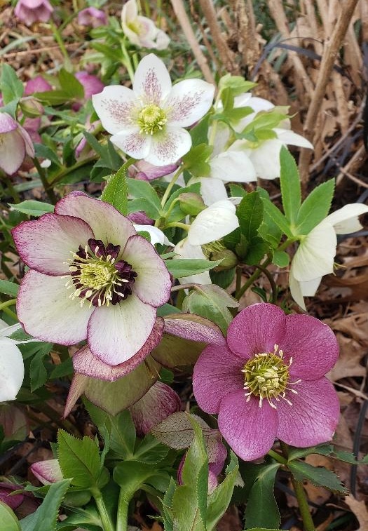 close up of pink and white hellebore flowers