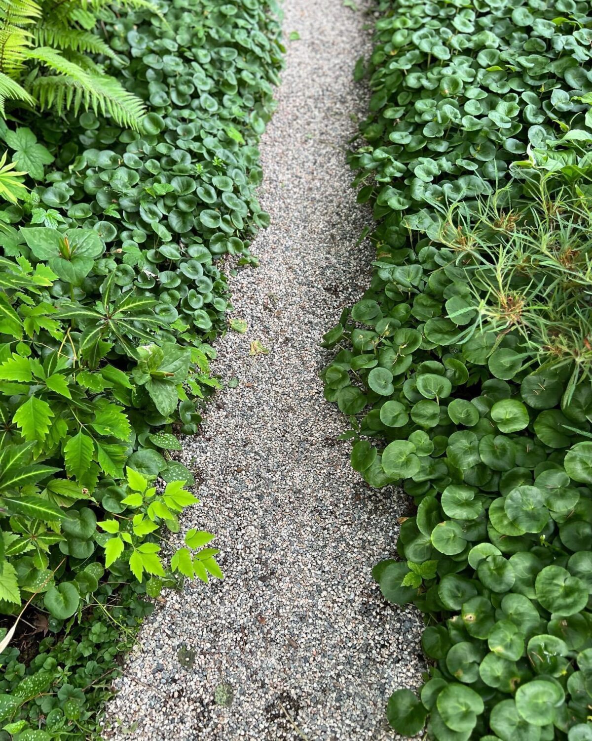 Path Slipping GPOD on the Road: Here Come the Podophyllums! - Fine Gardening