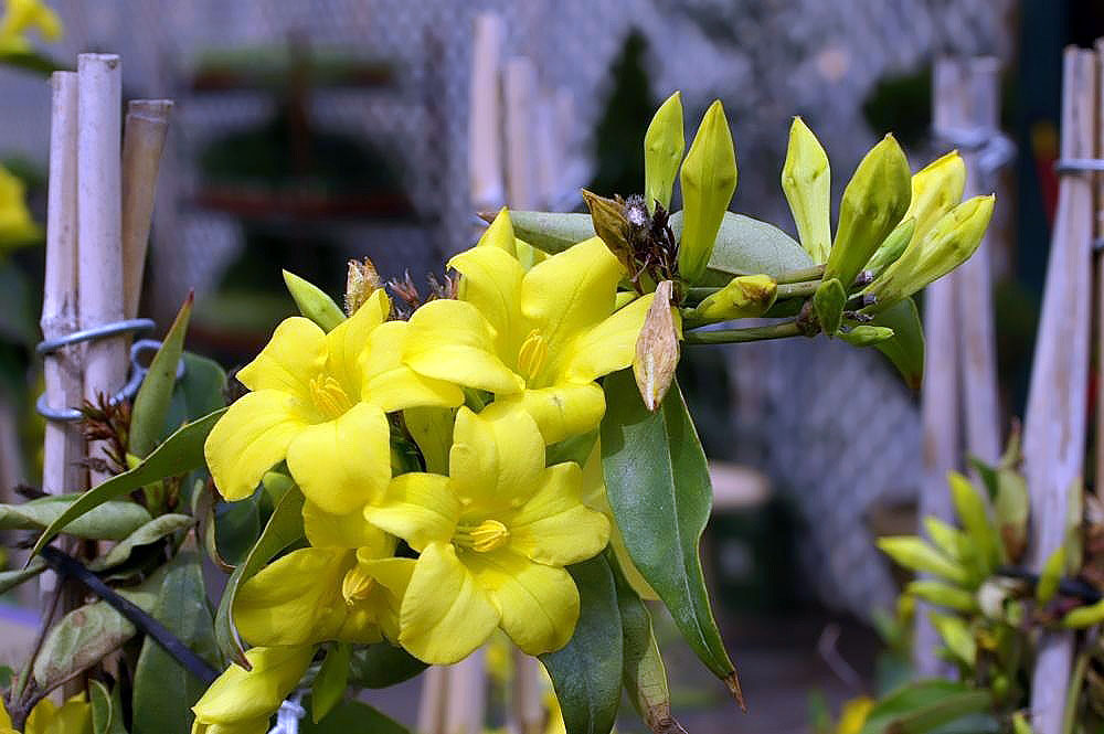 close up of yellow jessamine flowers
