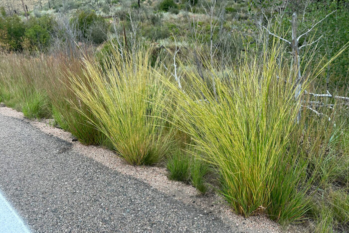 3 Warm-Season Ornamental Grasses That Excel in the Mountain West - Fine ...