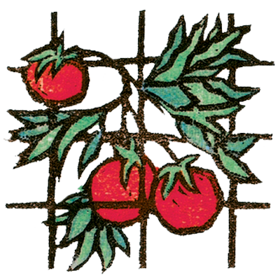 illustration of tomato plant