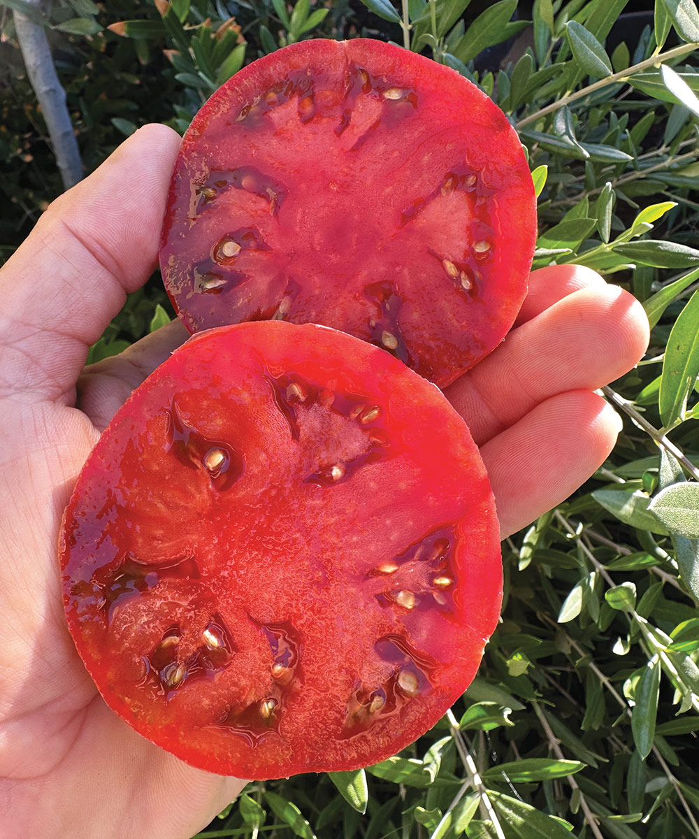 Boronia tree type tomato
