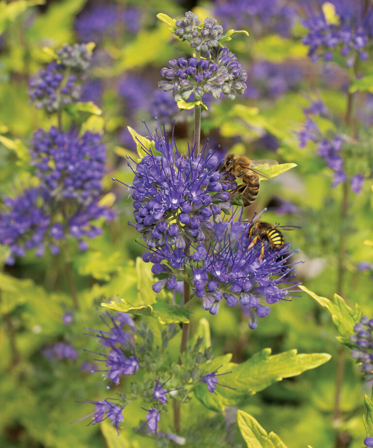 32 Plants for Sun and Shade That the Deer Won’t Devour - Fine Gardening