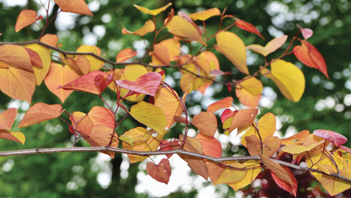 Flame Thrower eastern redbud