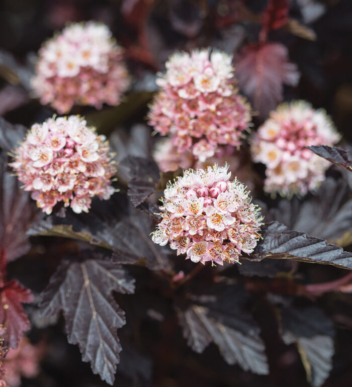 Shopping-List Plants for the Southeast - Fine Gardening
