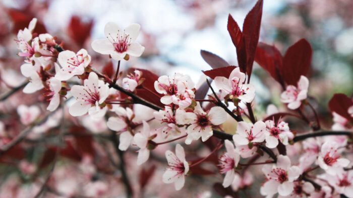 Purple-leaf sand cherry