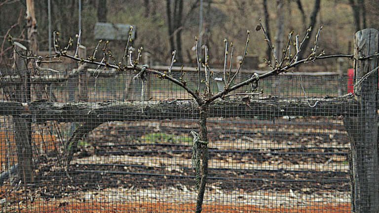 6 Tips for Pruning Young Fruit Trees - Fine Gardening