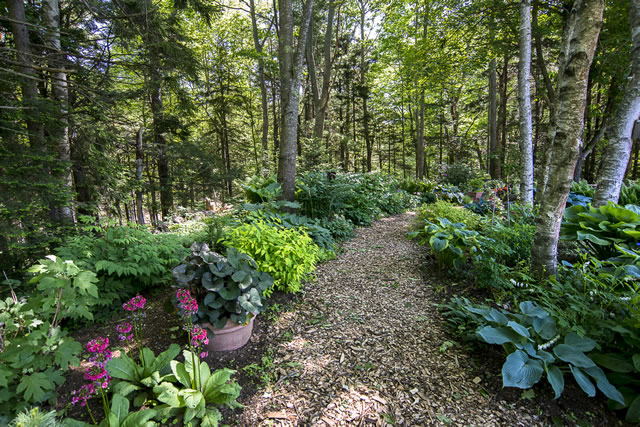 garden path at the very edge of a dense forest