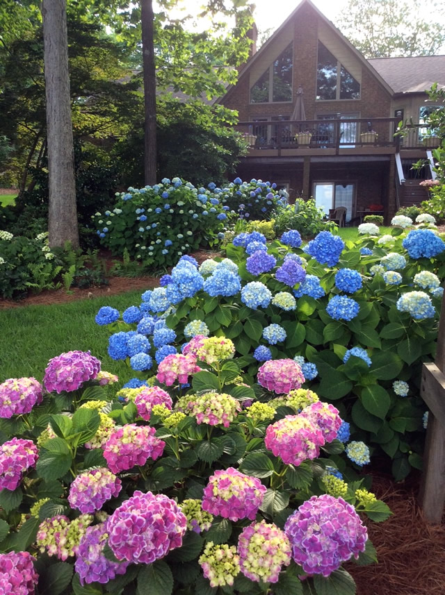 large hostas with pink and blue flowers leading to a brown house