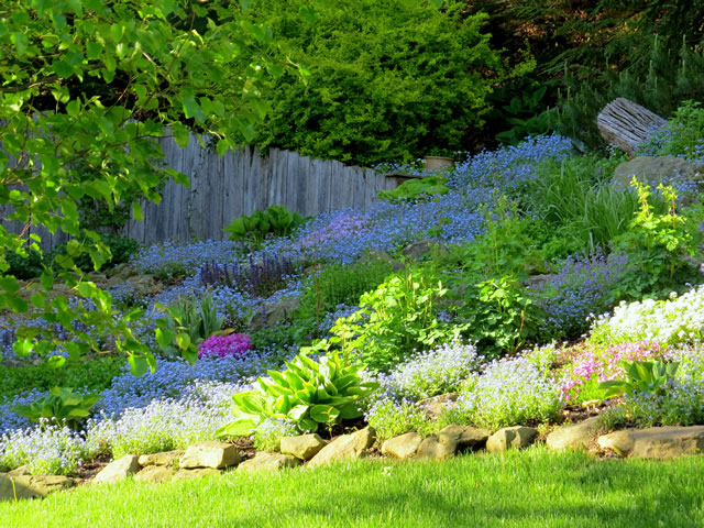 sloping shade garden covered in blue flowers