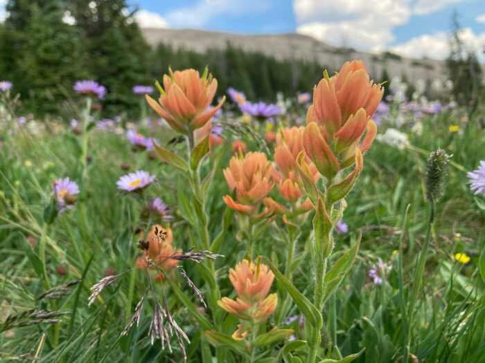 close up of orange and purple wildflowers with mountains behind