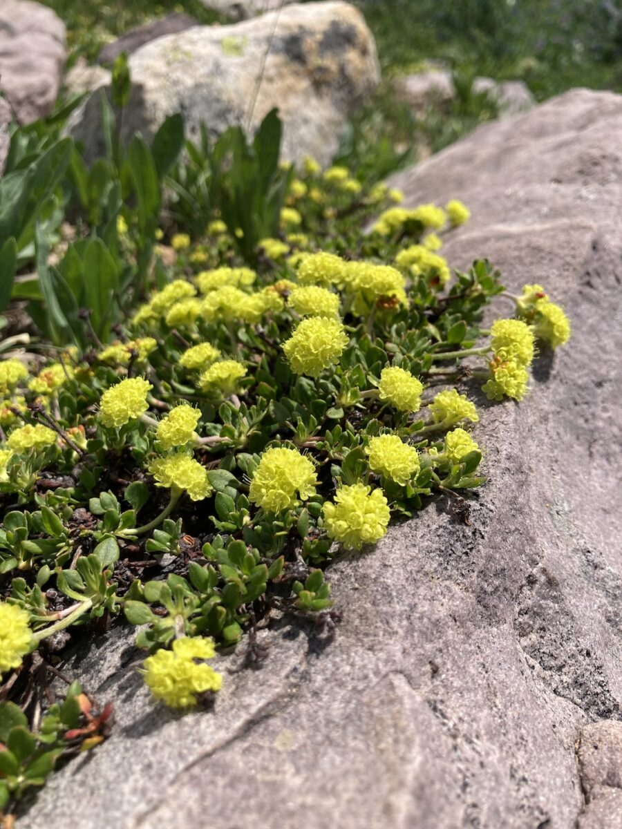 close up of bright yellow flowers growing over a rock