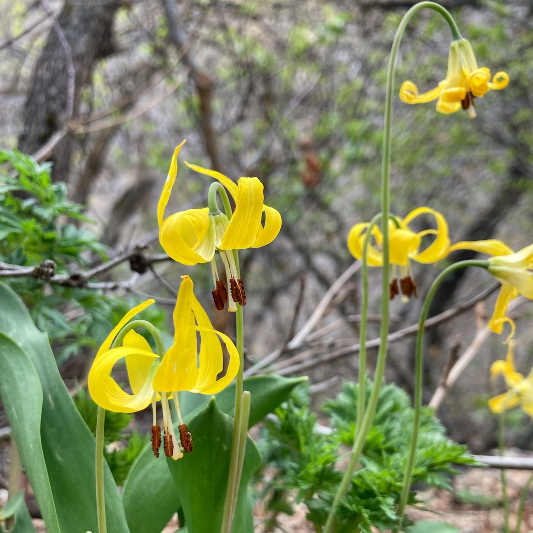 close up of bright yellow trout lilies