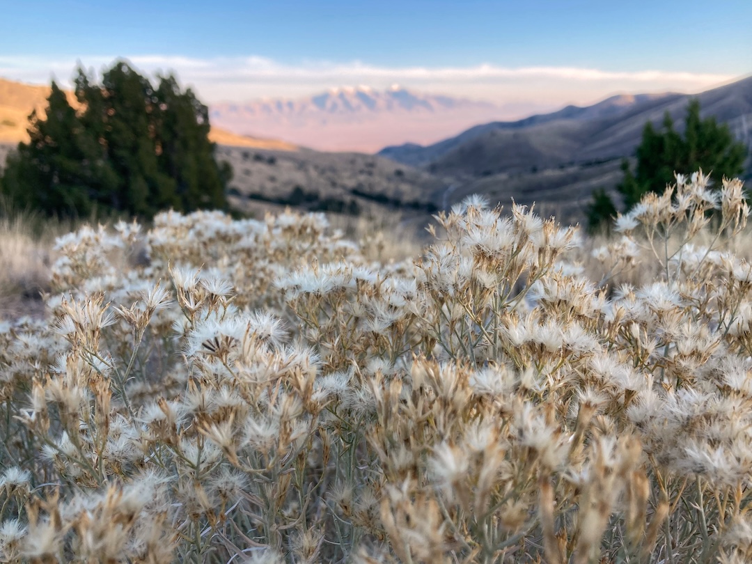 close up of plant covered in seed heads with mountains behind