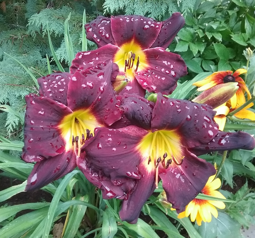 close up of deep red daylilies with yellow centers