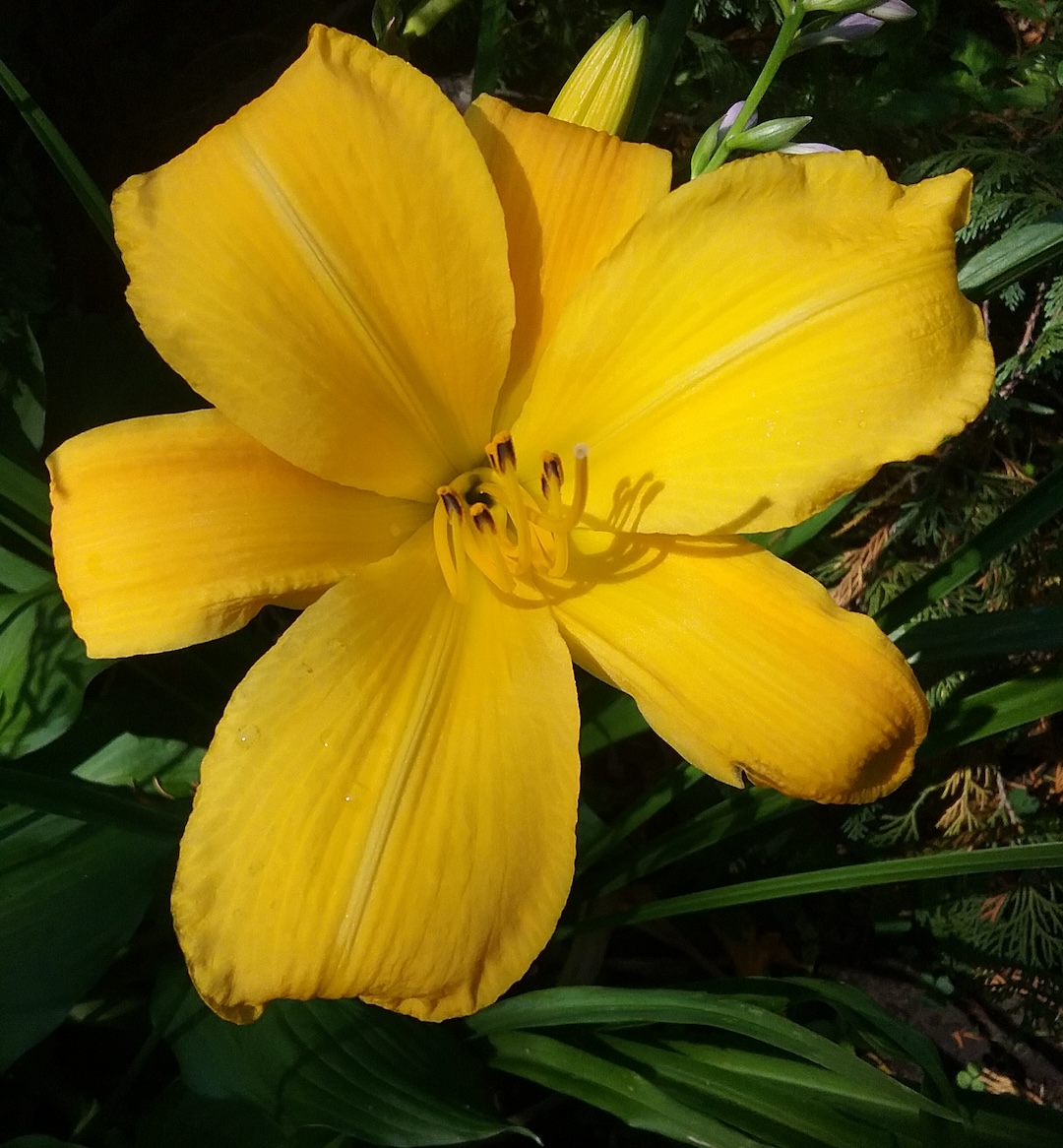 close up of bright yellow daylily