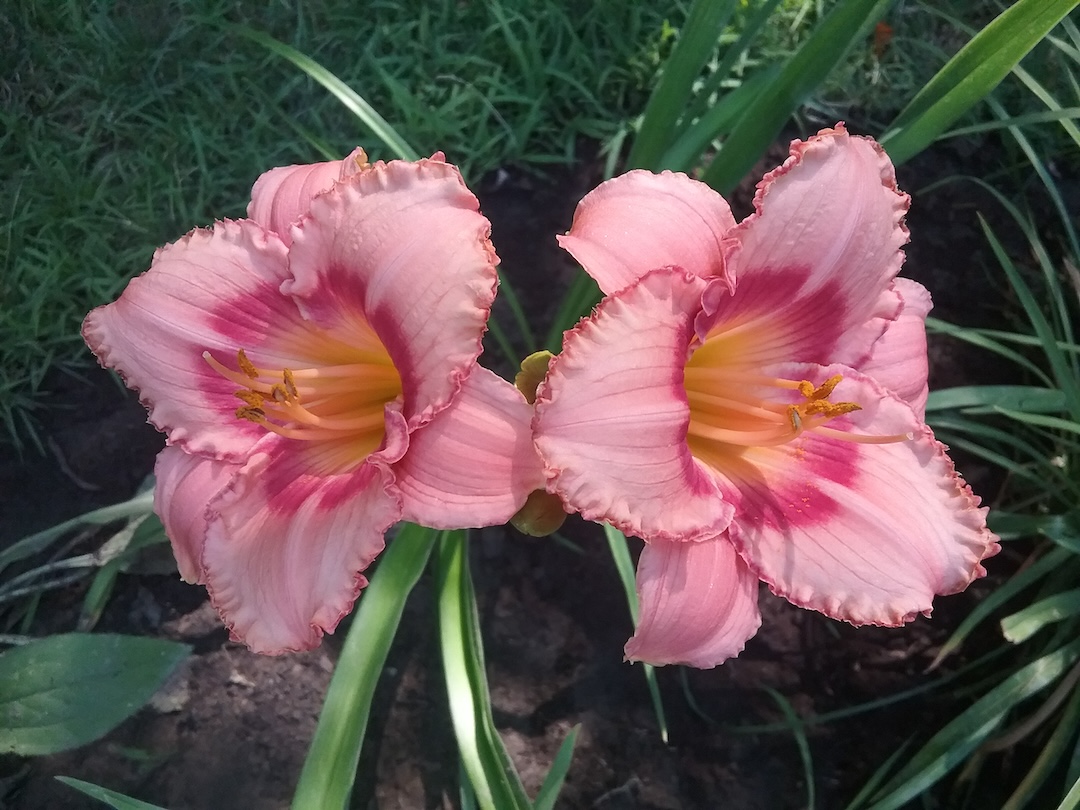 close up of pink daylilies with ruffled petals