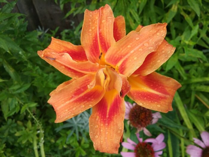 close up of bright orange daylily
