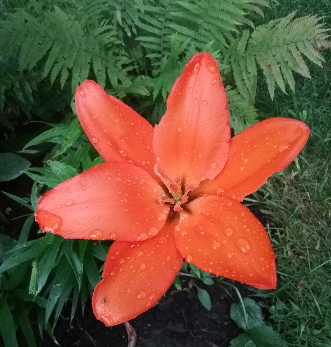 close up of a red-orange lily covered in water droplets