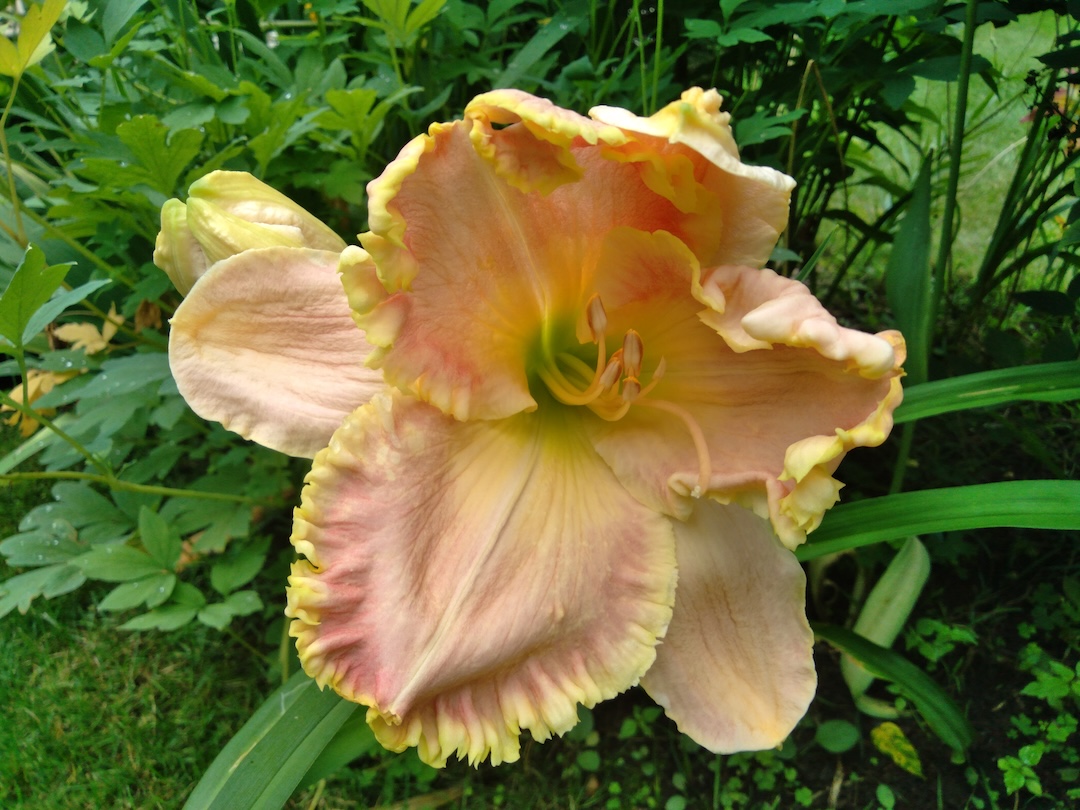 close up of light pink and yellow daylily with very ruffled petals