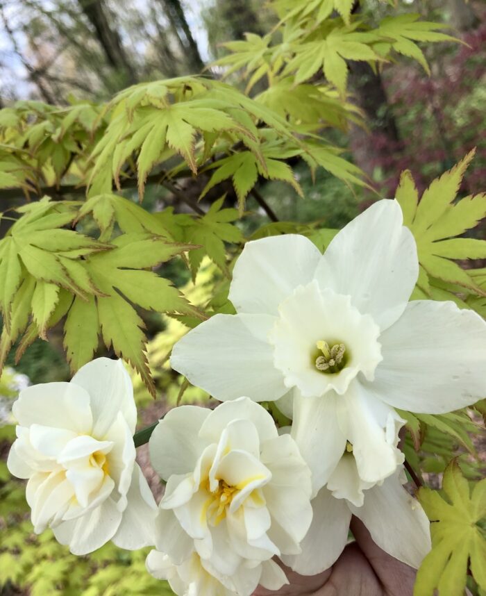 close up of white daffodils under bright green Japanese maple leaves