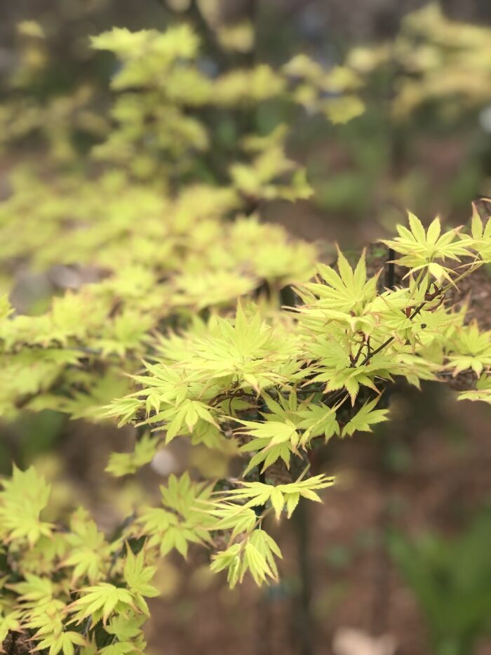 close up of a Japanese maple with chartreuse foliage