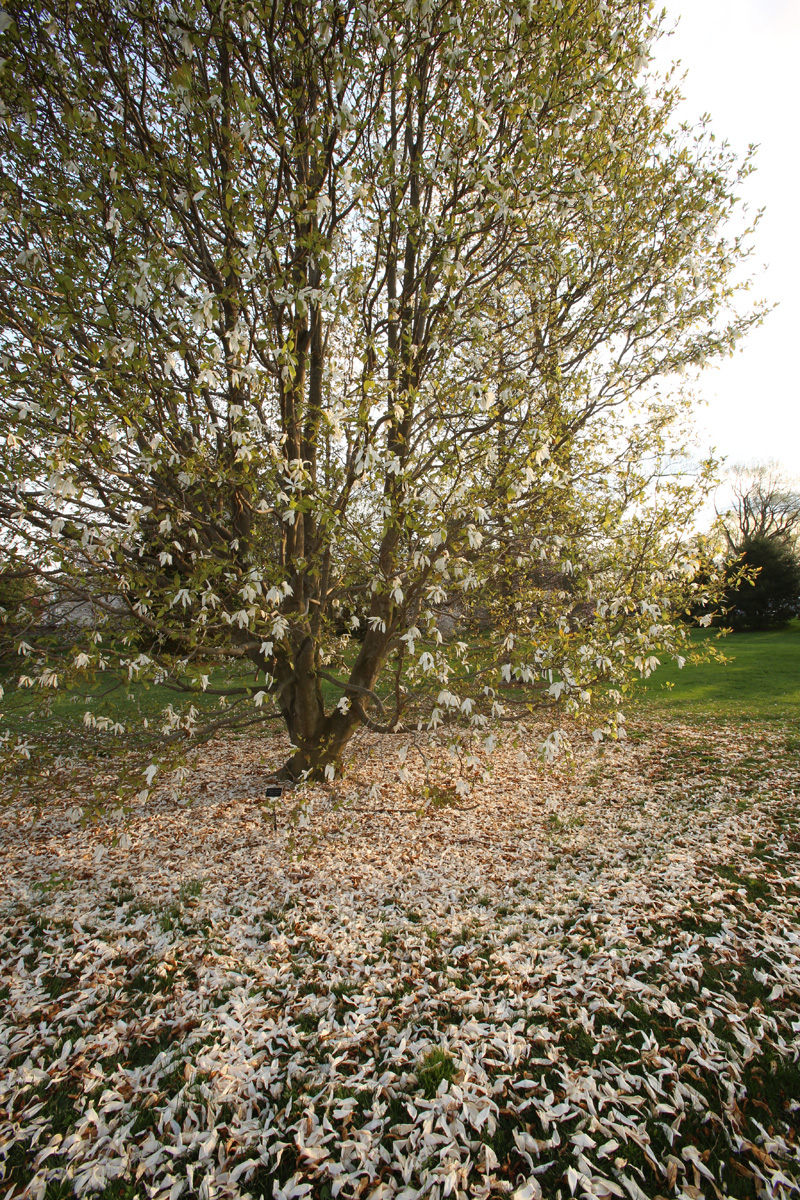 'Wada's Memory' magnolia