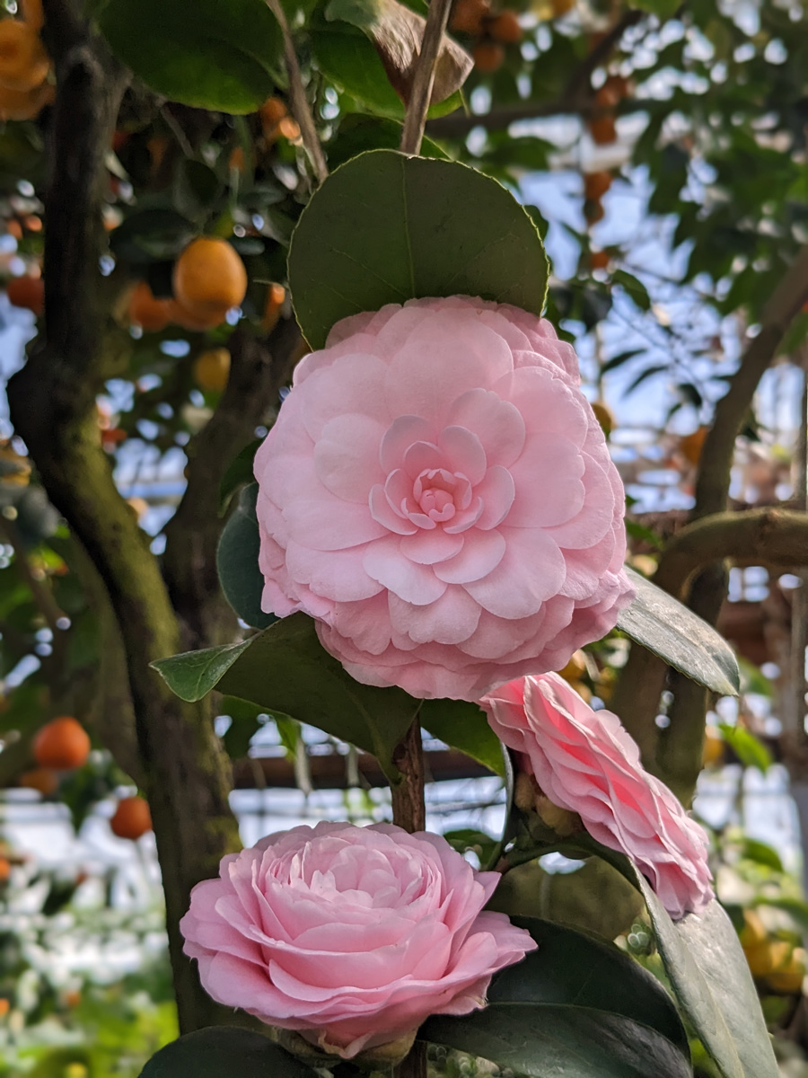 'Pink Perfection' camellia 