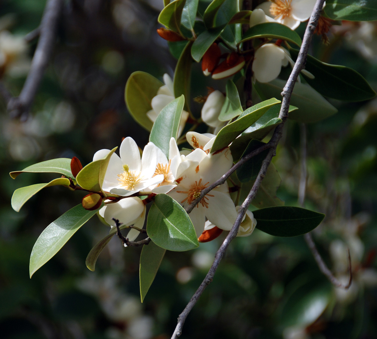 Yunnan magnolia