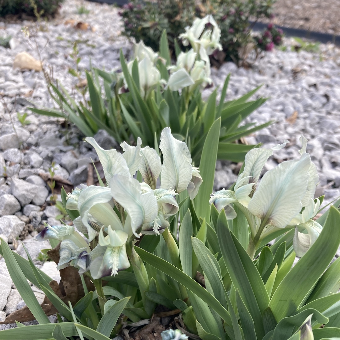 close up of small white and blue irises