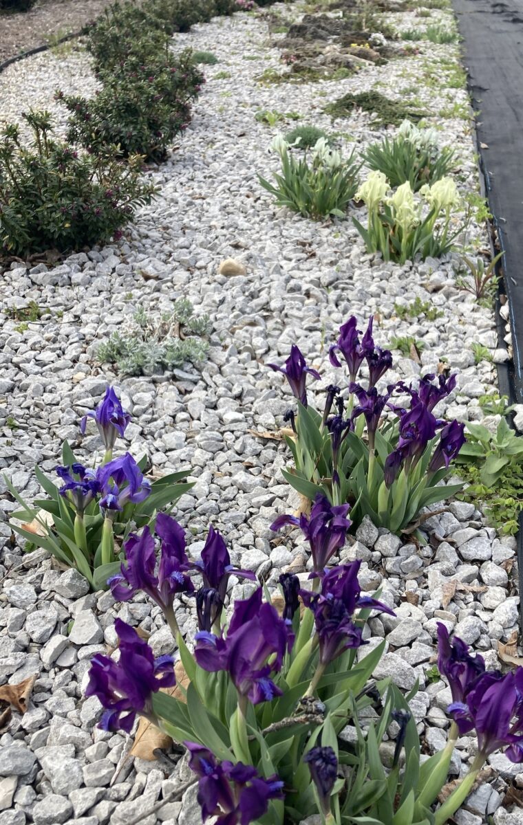 small deep purple irises in a graveled garden bed