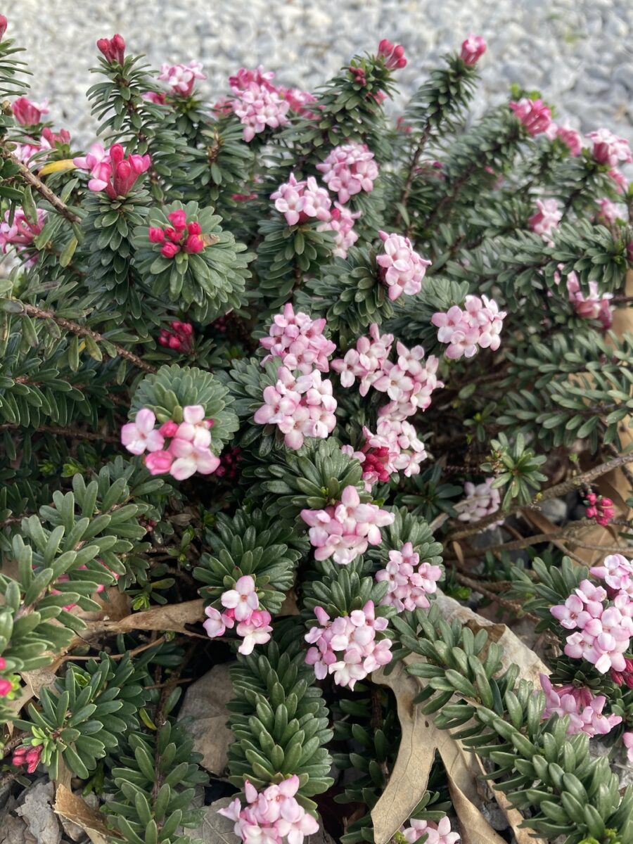 close up of alpine daphne with pink flowers
