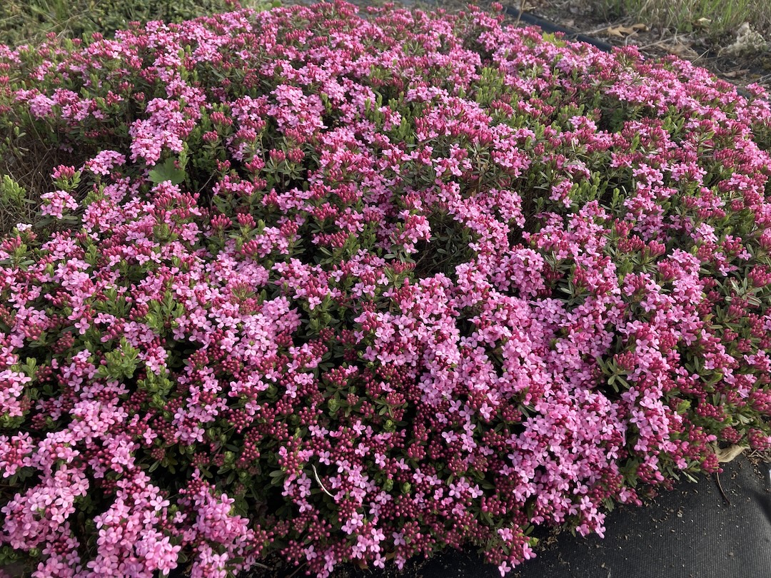 Daphne juliae covered in pink flowers