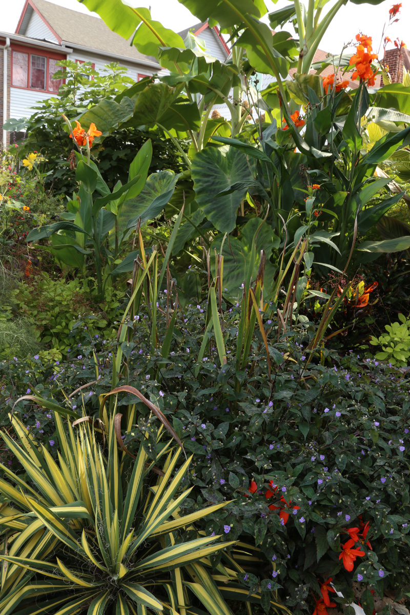 tropical plant garden in Indianapolis