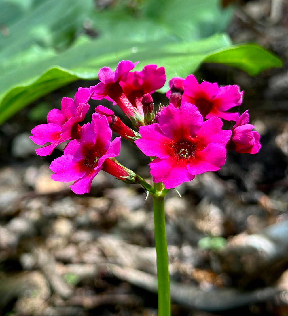 close up of bright pink primula flowers