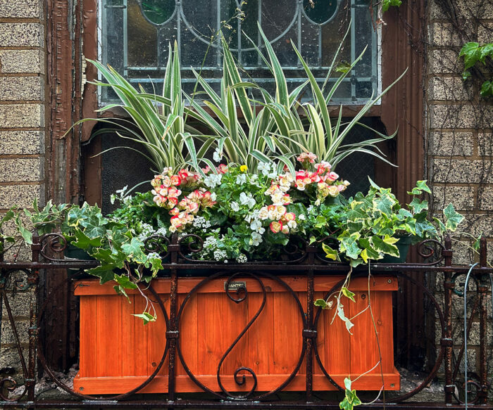 spring window box with small flowers and variegated foliage plants