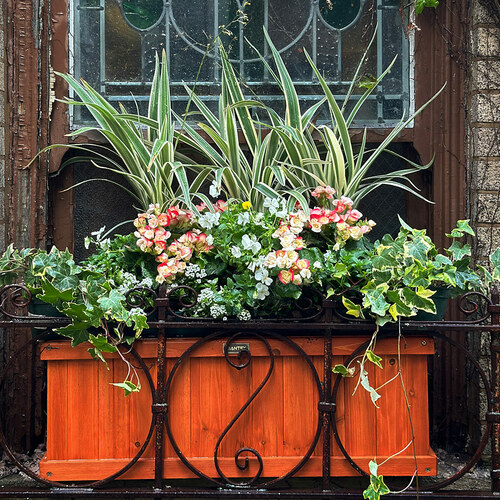 spring window box with small flowers and variegated foliage plants