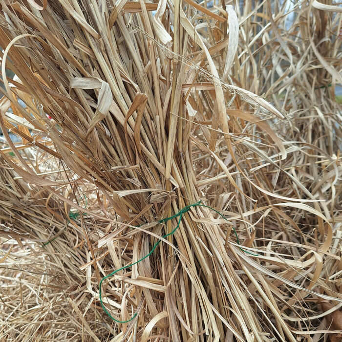 ornamental grass tied in a bundle for pruning