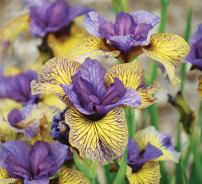 Purring Tiger Siberian iris