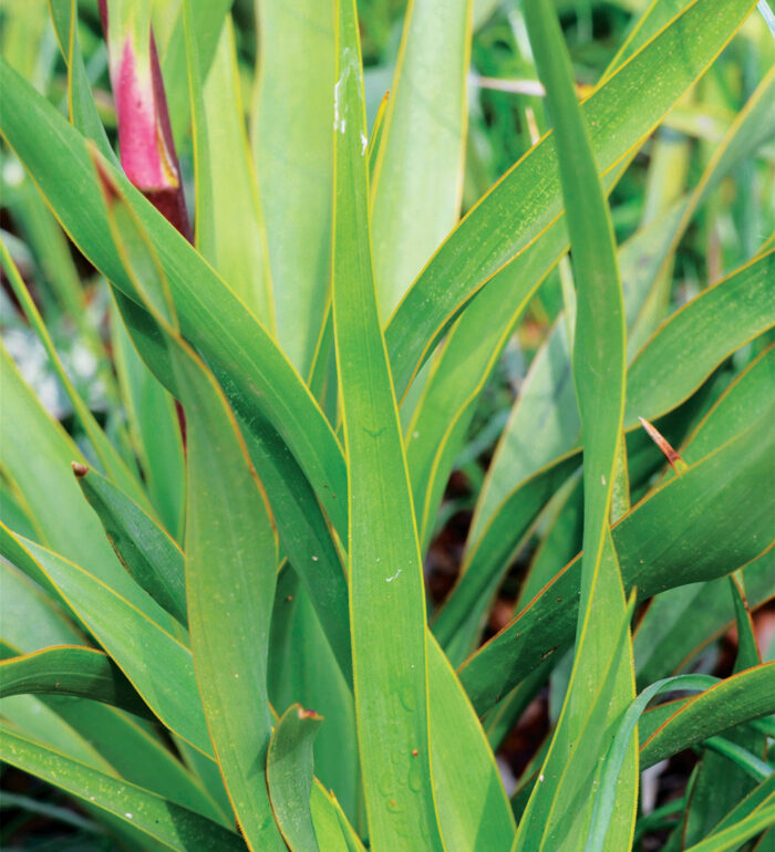 Plants That Take Sun and Shade for the Southwest - Fine Gardening