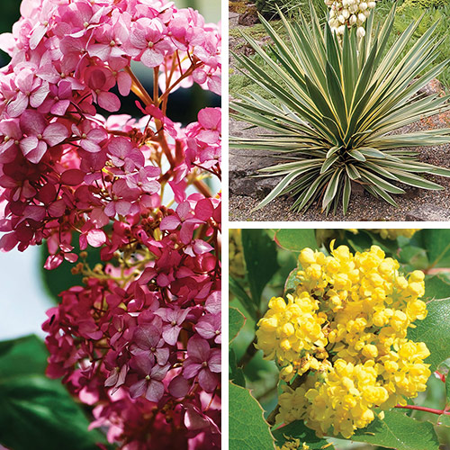 plants that tolerate sun and shade