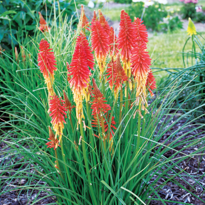 Grow the Best Red-Hot Pokers – Planting Guide and Trial Results - Fine ...