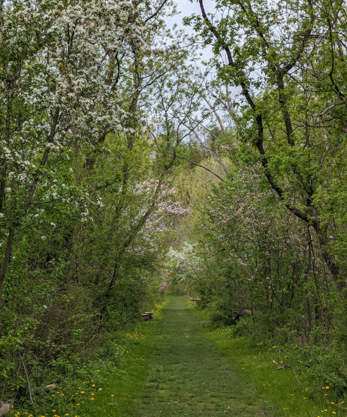 grass path through trees in spring