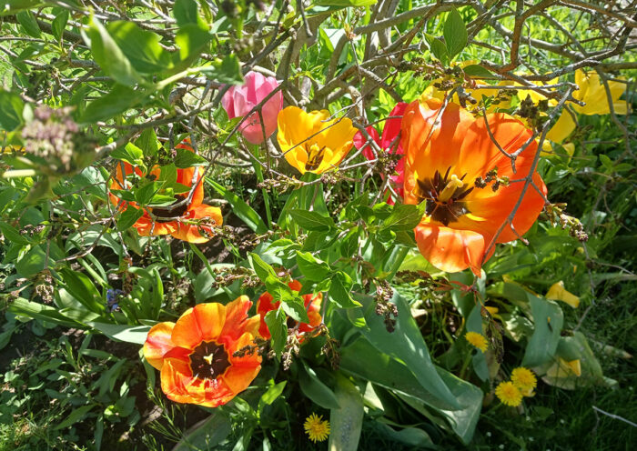 tulips of various colors growing under a shrub