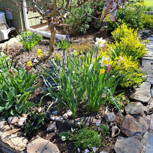 Spring in Debbie and Gerald’s Connecticut Garden