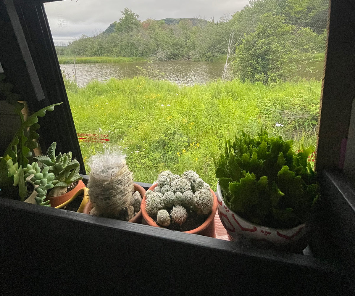 various cacti and succulents in a small window