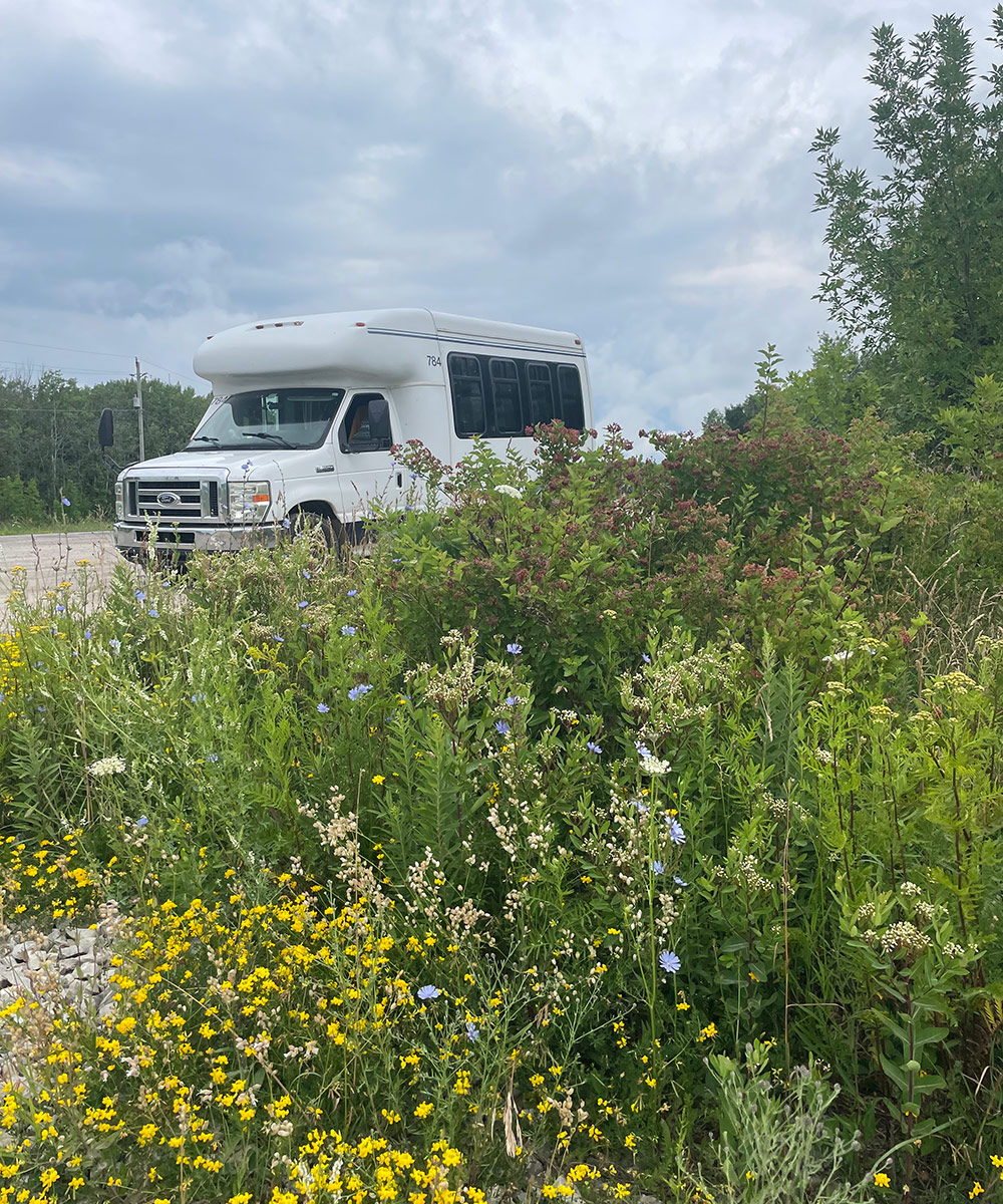 bus parked behind wildflowers on the side of the road