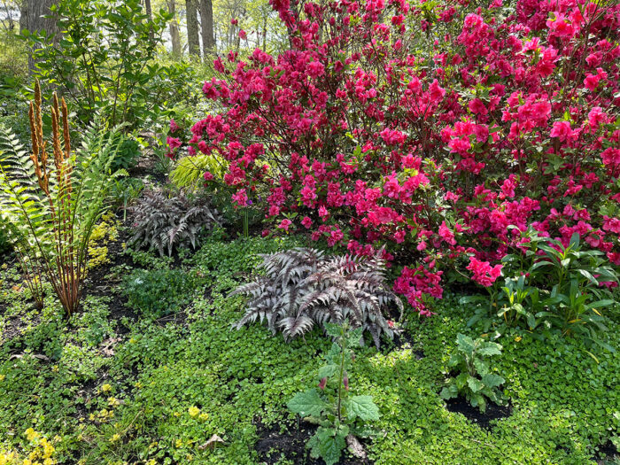 woodland garden with flowering shrub and ferns
