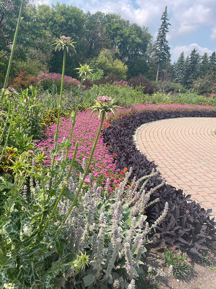 long formal garden border with bright pink flowers and black foliage plants