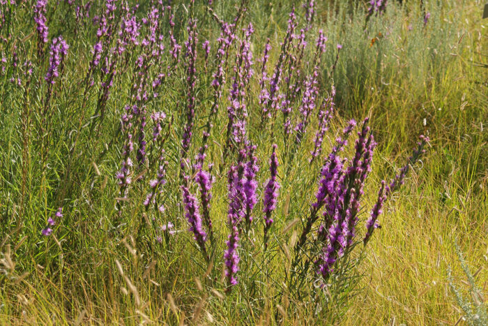 liatris punctata